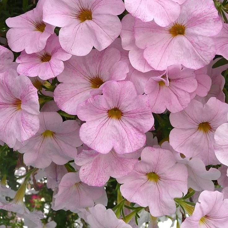 Blush Pink Petunia Seeds – Soft Romantic Blooms for Gardens & Hanging Baskets
