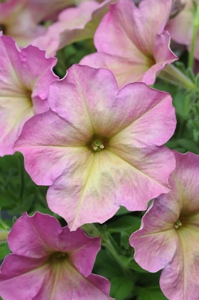 Blush Pink Petunia Seeds – Soft Romantic Blooms for Gardens & Hanging Baskets