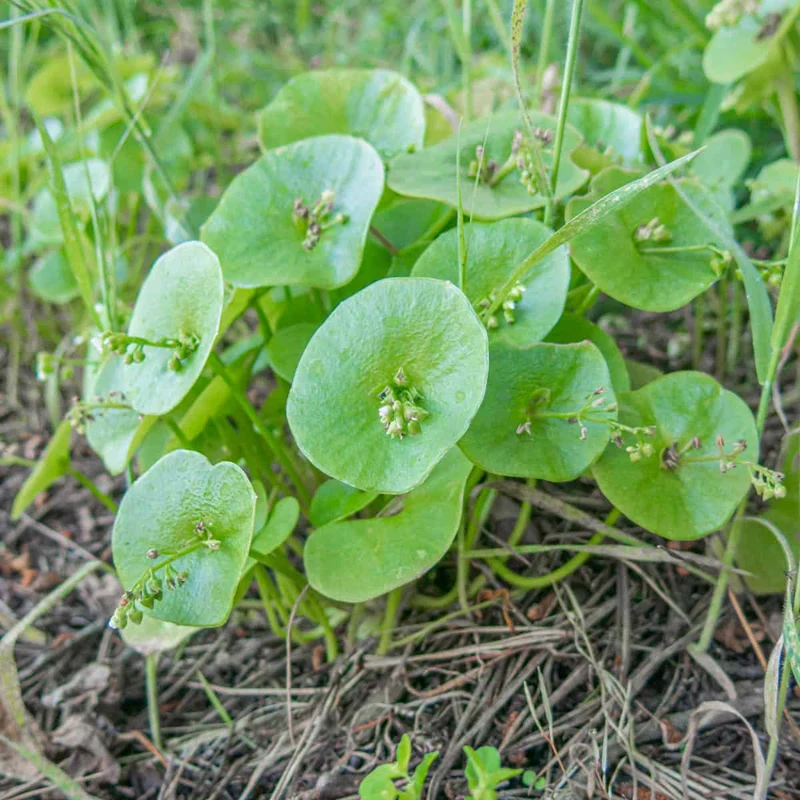 Miner’s Lettuce Seeds – Heirloom, Cold-Hardy, Fast-Growing Greens