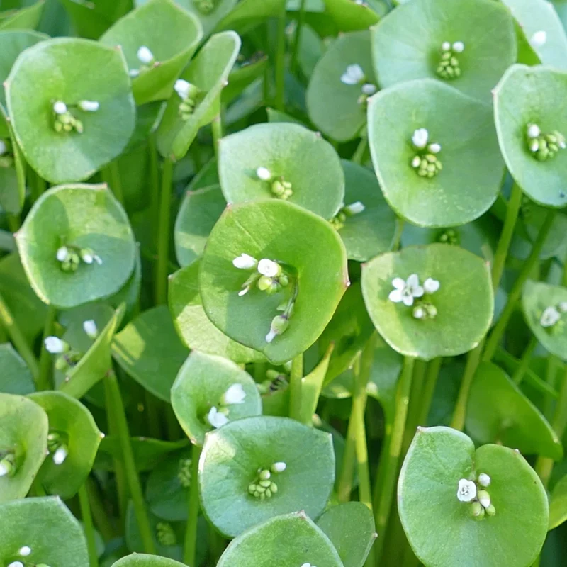 Miner’s Lettuce Seeds – Heirloom, Cold-Hardy, Fast-Growing Greens