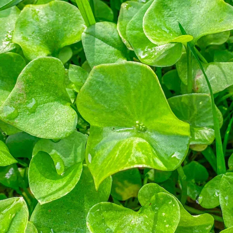 Miner’s Lettuce Seeds – Heirloom, Cold-Hardy, Fast-Growing Greens
