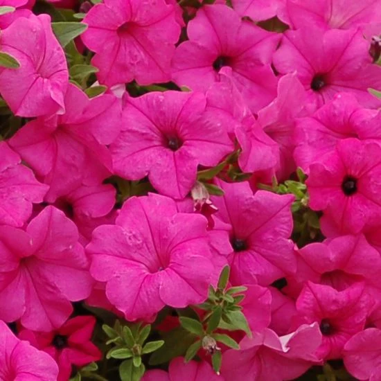 Rose Pink Petunia Seeds – Lush Vibrant Blooms for Gardens & Hanging Baskets