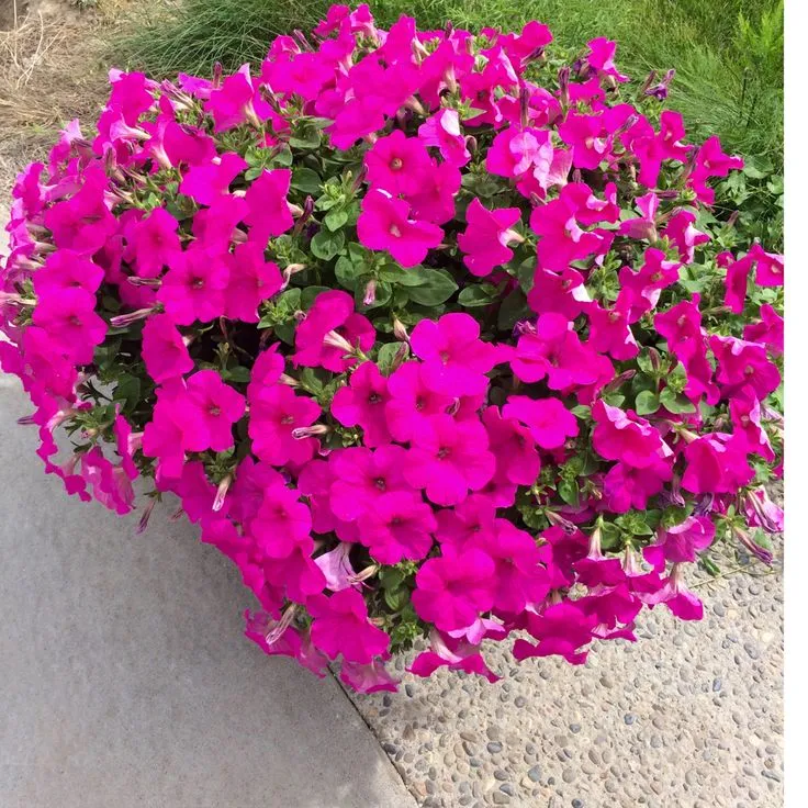 Bright Pink Petunia Seeds – Vivid Blooms for Garden & Container Planting
