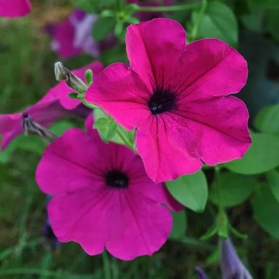 Bright Pink Petunia Seeds – Vivid Blooms for Garden & Container Planting