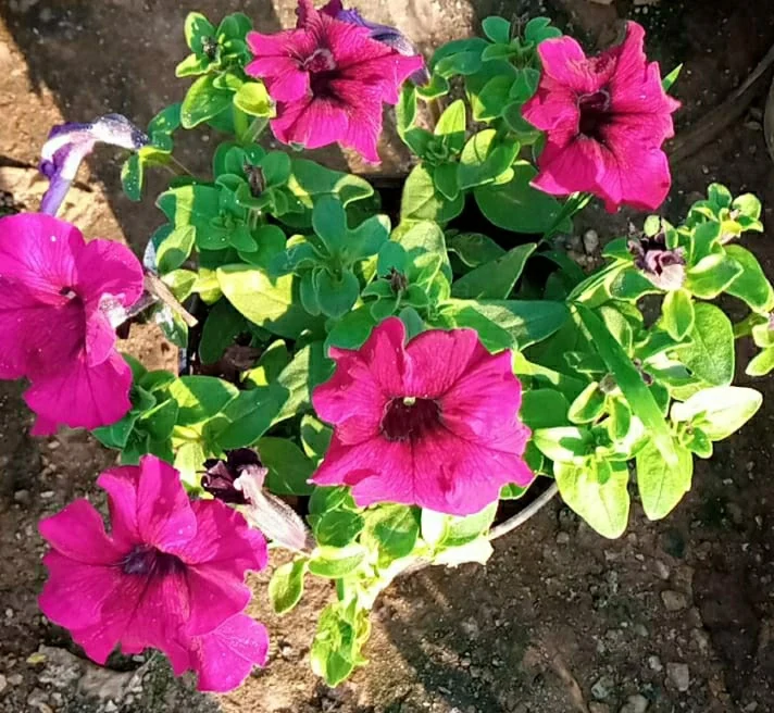 Bright Pink Petunia Seeds – Vivid Blooms for Garden & Container Planting