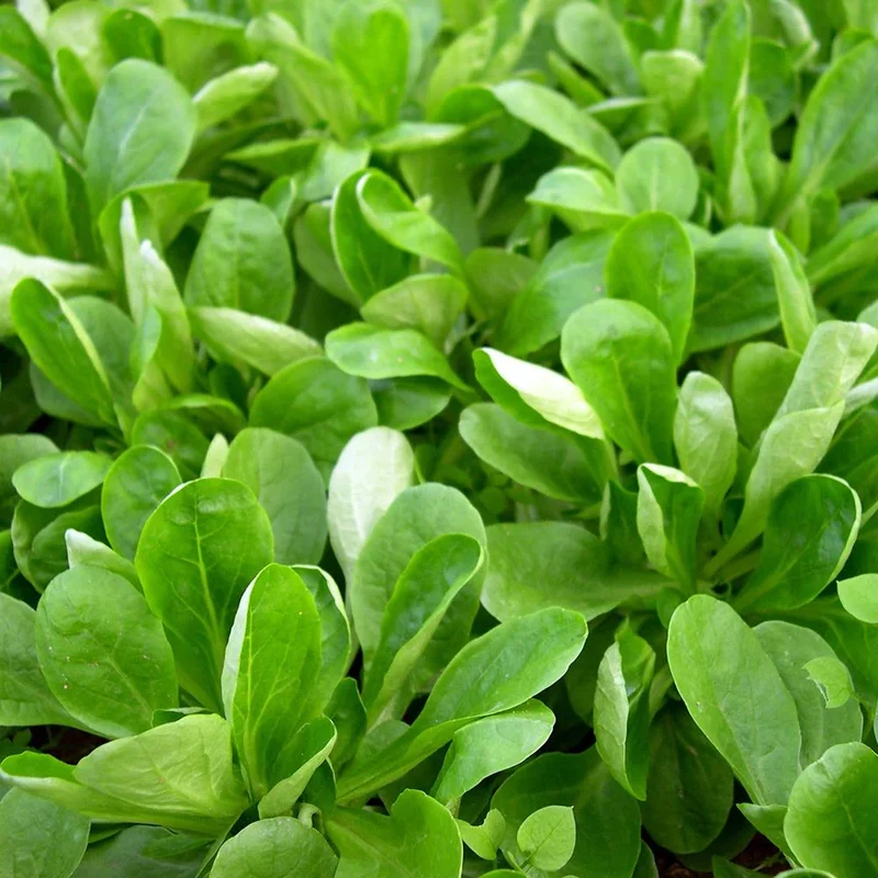 Mâche (Corn Salad) Lettuce Seeds – Tender & Nutritious Greens for Salads