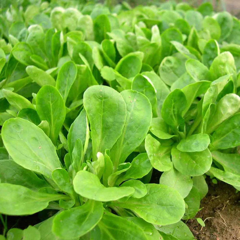 Mâche (Corn Salad) Lettuce Seeds – Tender & Nutritious Greens for Salads