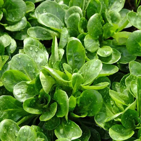 Mâche (Corn Salad) Lettuce Seeds – Tender & Nutritious Greens for Salads