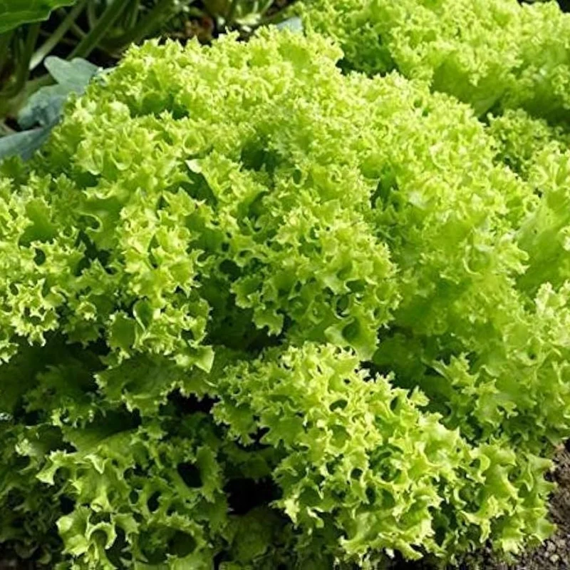 Lollo Bionda Lettuce Seeds – Crisp, Frilly Leaves for Fresh Salads