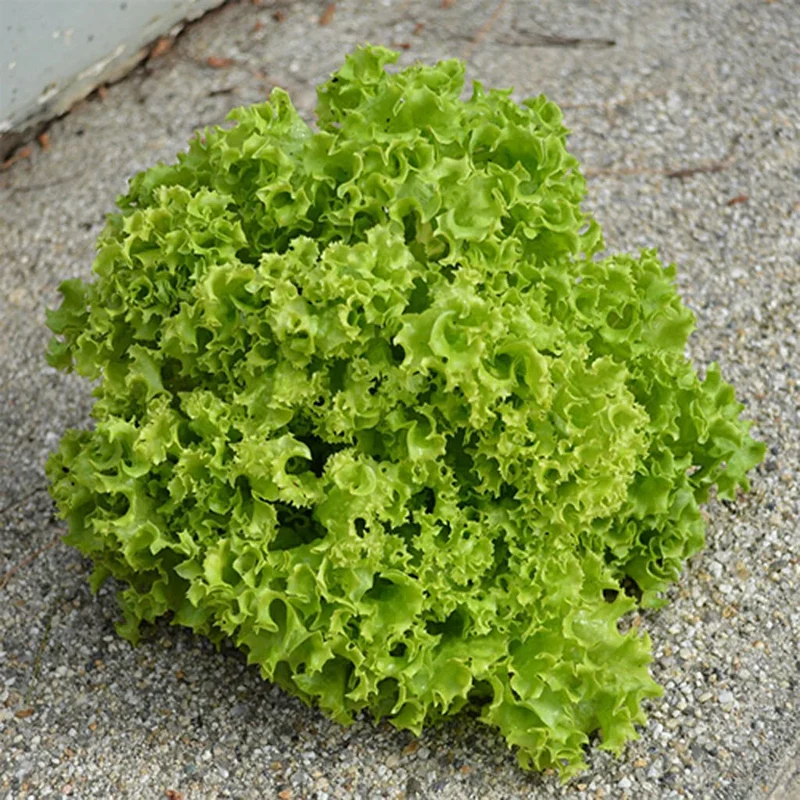 Lollo Bionda Lettuce Seeds – Crisp, Frilly Leaves for Fresh Salads