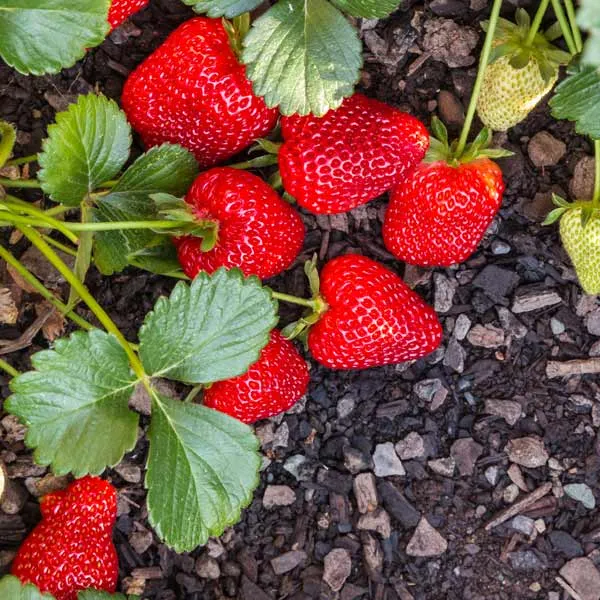 Seascape Strawberry Seeds for Planting – Everbearing, Sweet & Juicy Berries