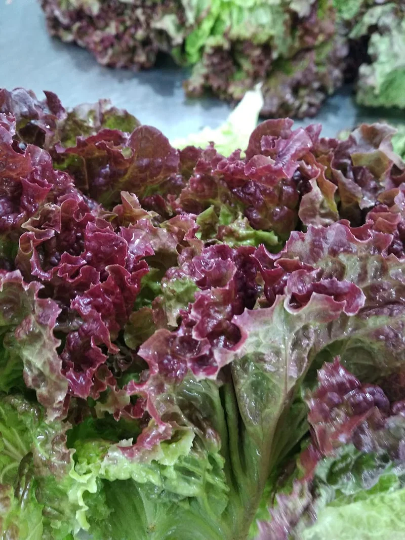 Lollo Rosso Lettuce Seeds – Heirloom, Crisp & Frilly Leaves for Gourmet Salads