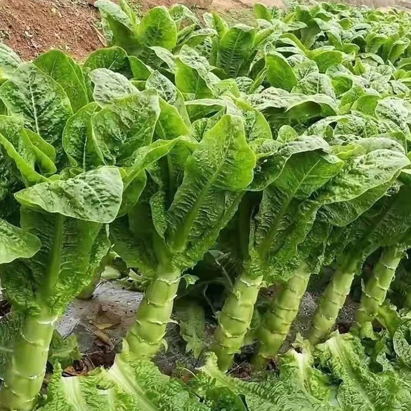 Asparagus Lettuce Seeds – Unique Leaf & Stem Variety for Gourmet Gardens