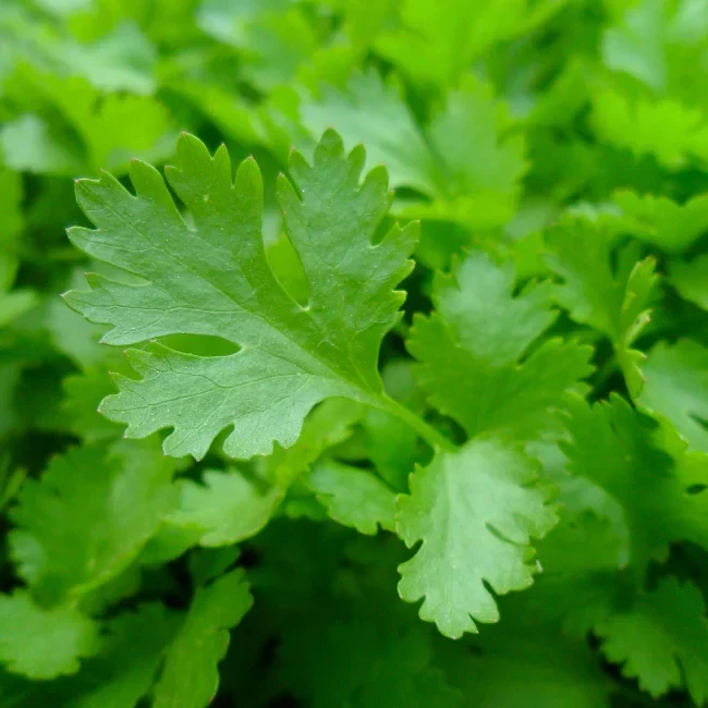 Italian Flat-Leaf Parsley Seeds – Heirloom, Non-GMO, Premium Culinary Herb