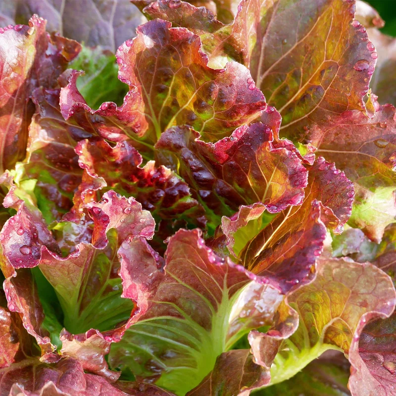 Red Oakleaf Lettuce Seeds – Fresh & Nutritious, Ideal for Home Gardens