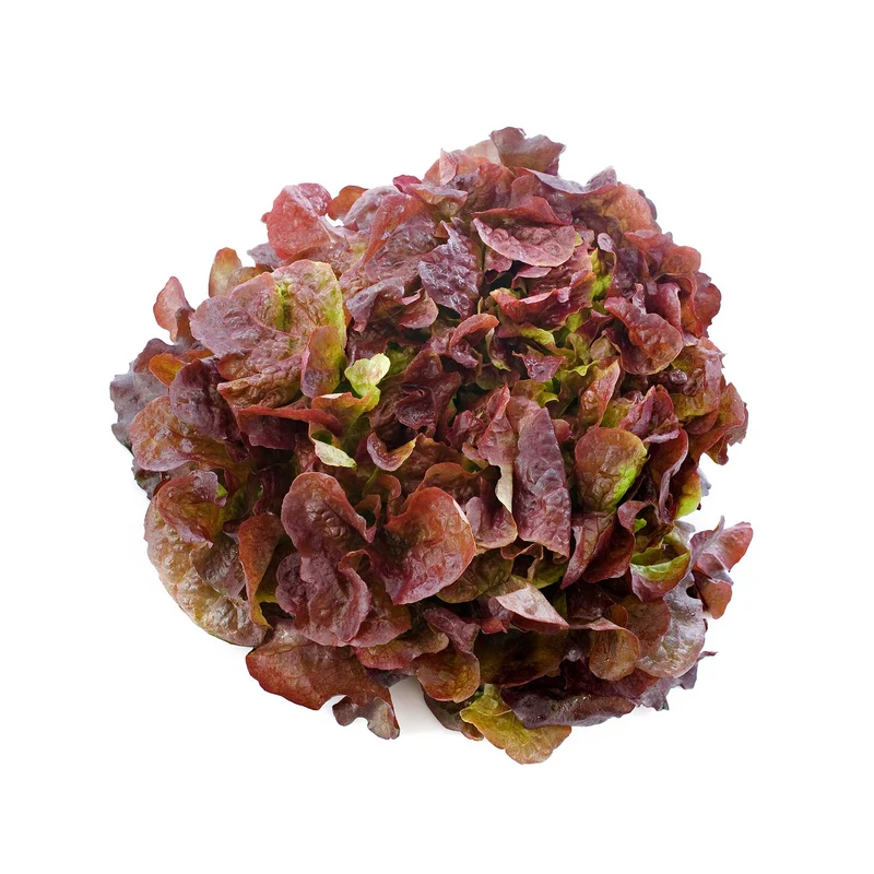 Red Oakleaf Lettuce Seeds – Fresh & Nutritious, Ideal for Home Gardens