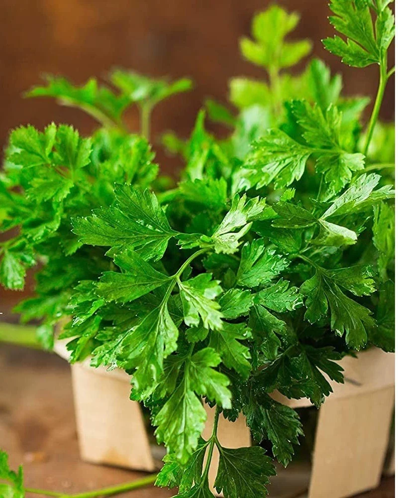Flat Leaf Parsley Seeds – Premium Organic, Non-GMO Herb for Culinary & Garden Use