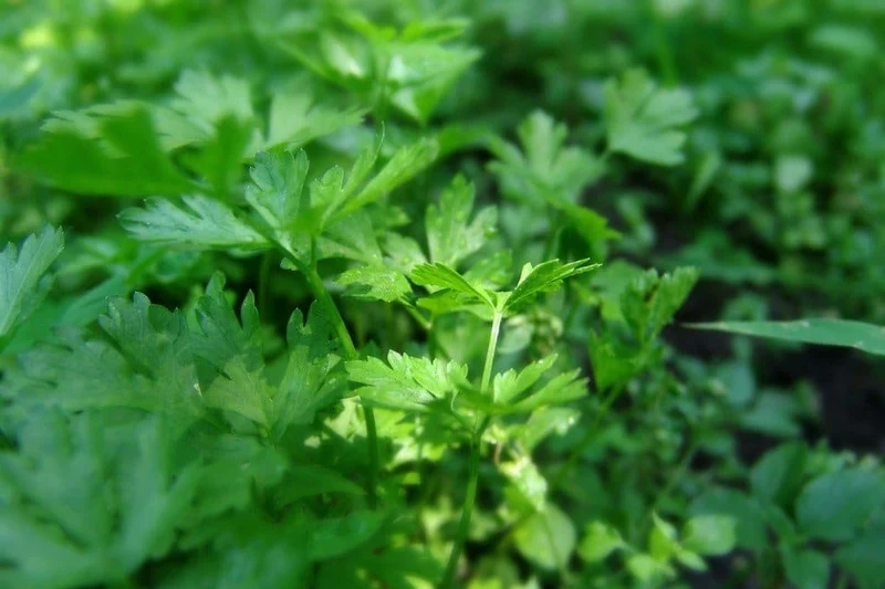 Flat Leaf Parsley Seeds – Premium Organic, Non-GMO Herb for Culinary & Garden Use