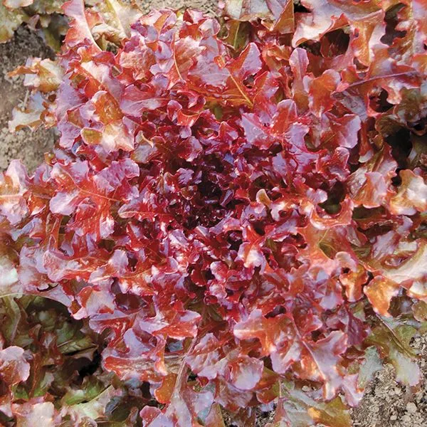 Red Salad Bowl Lettuce Seeds – Fresh & Crisp Organic Lettuce for Your Garden