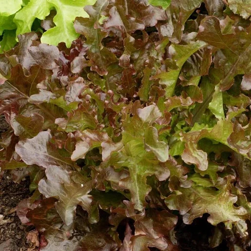 Red Salad Bowl Lettuce Seeds – Fresh & Crisp Organic Lettuce for Your Garden