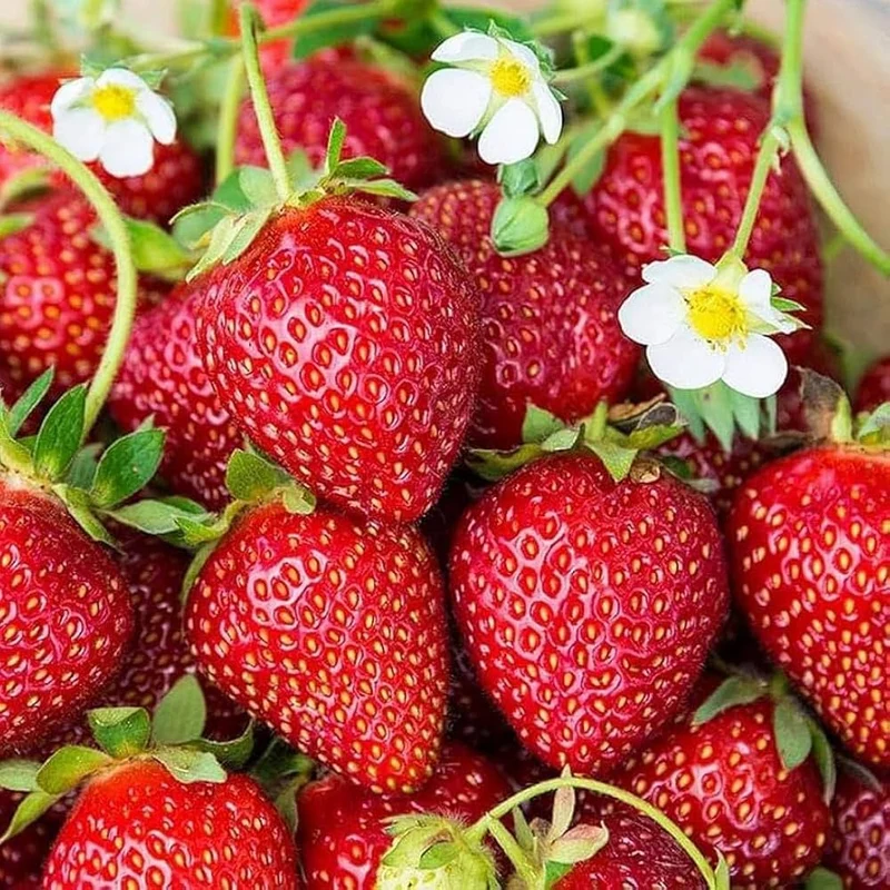 Jewel Strawberry Seeds for Planting – Large, Sweet & Juicy Berries