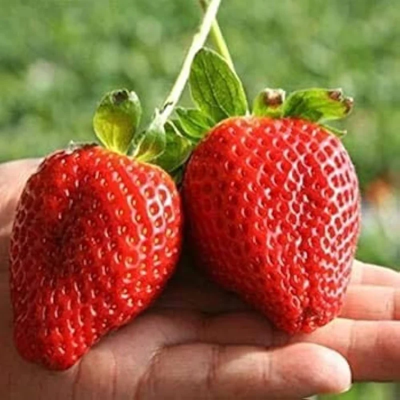 Jewel Strawberry Seeds for Planting – Large, Sweet & Juicy Berries