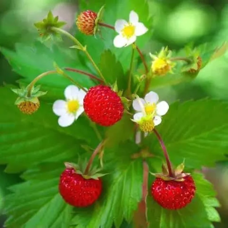 Jewel Strawberry Seeds for Planting – Large, Sweet & Juicy Berries