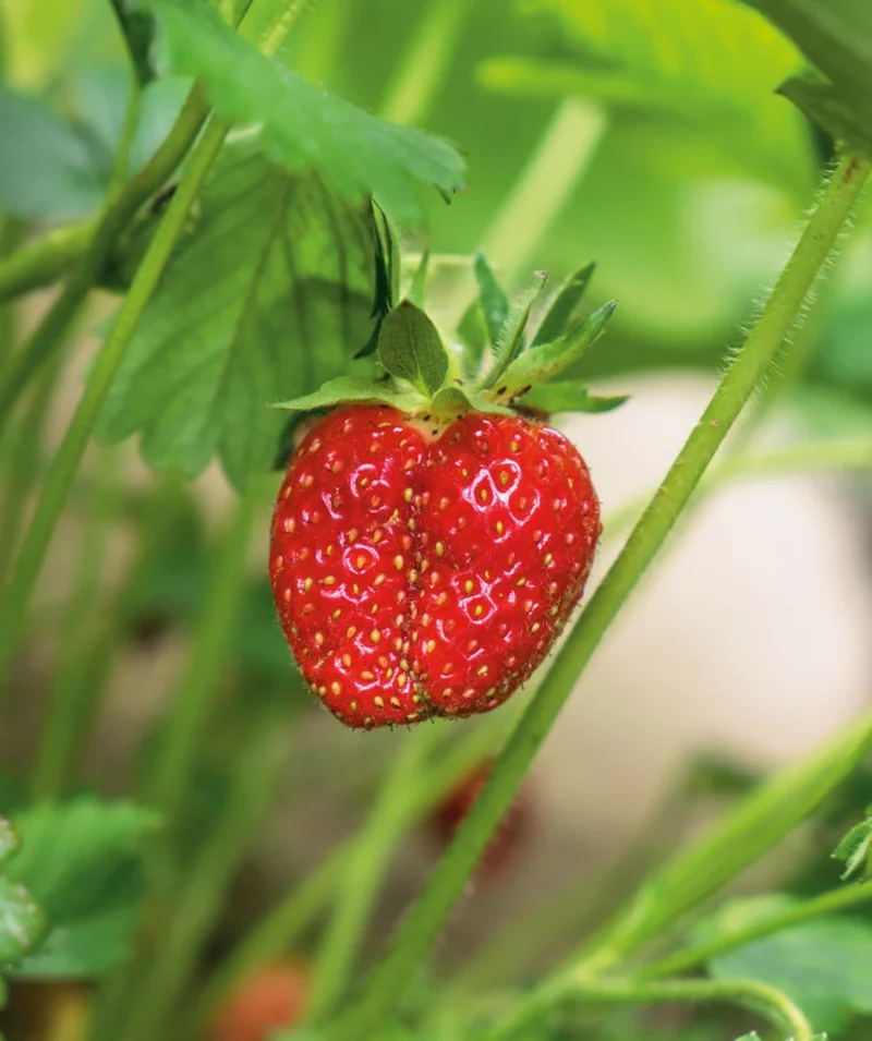 Jewel Strawberry Seeds for Planting – Large, Sweet & Juicy Berries