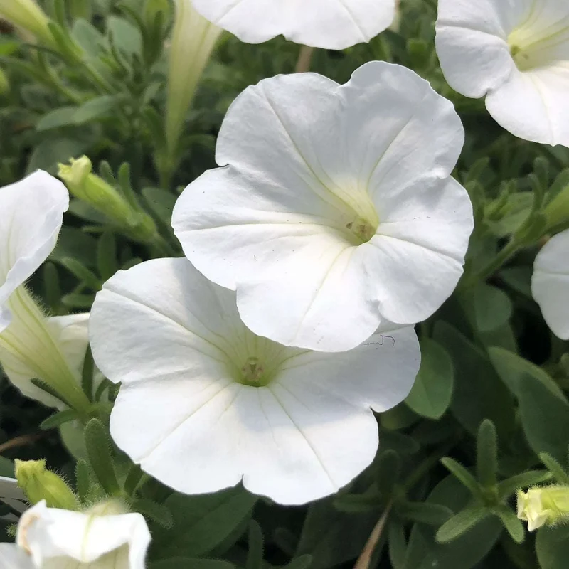 Pure White Petunia Seeds – Elegant Snowy Blooms for Gardens & Hanging Baskets