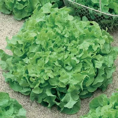 Salad Bowl Lettuce Seeds – Fresh, Crisp & Easy to Grow for Your Garden