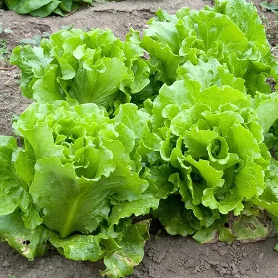 Black Seeded Simpson Lettuce Seeds – Fresh, Heirloom Variety for Home Gardens