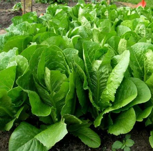 Green Romaine Lettuce Seeds – Fresh & Crisp Home-Grown Greens