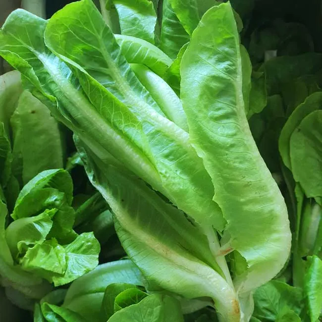 Green Romaine Lettuce Seeds – Fresh & Crisp Home-Grown Greens