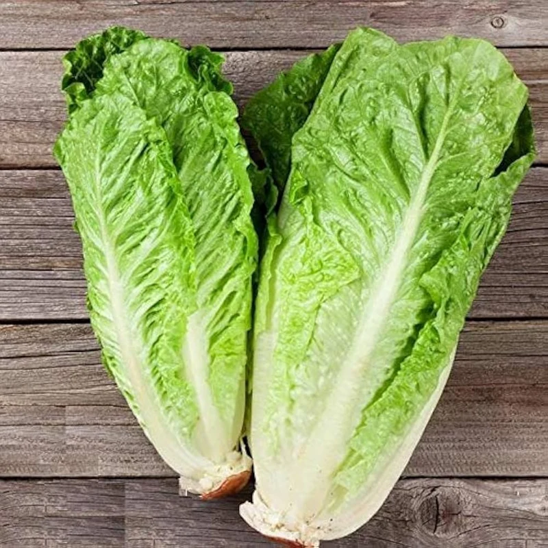 Green Romaine Lettuce Seeds – Fresh & Crisp Home-Grown Greens