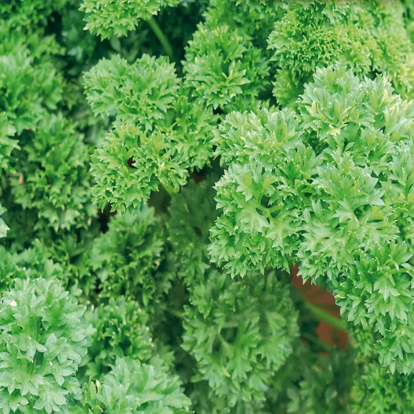 Moss Curled Parsley Seeds – Organic, Non-GMO Culinary Herb for Home & Garden