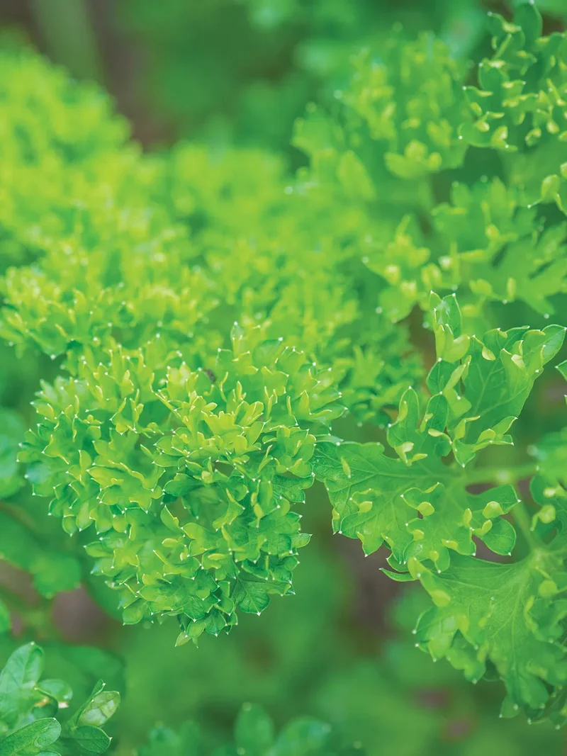 Moss Curled Parsley Seeds – Organic, Non-GMO Culinary Herb for Home & Garden
