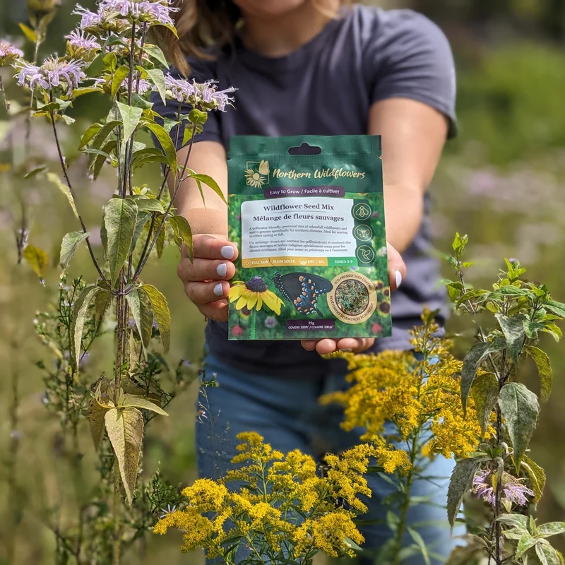 Mélange de fleurs sauvages facile à cultiver