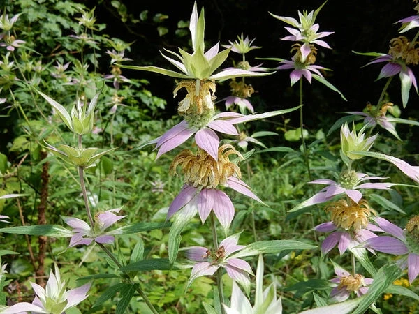 Mélange de fleurs sauvages facile à cultiver