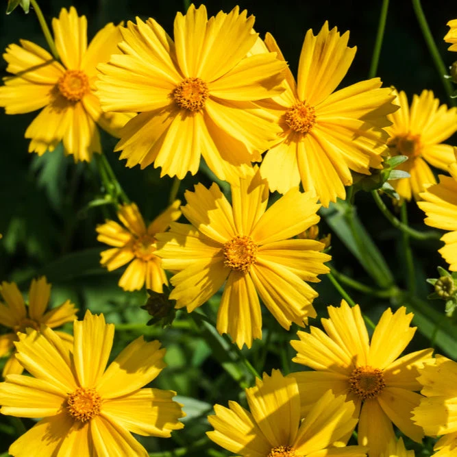 Mélange de fleurs sauvages facile à cultiver