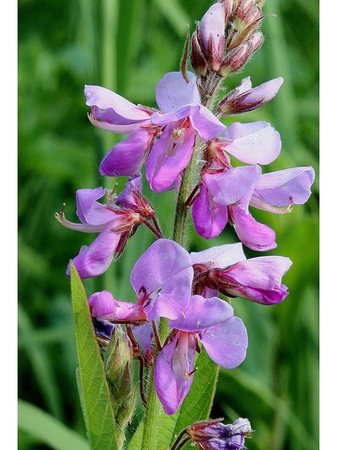 Mélange de fleurs sauvages facile à cultiver