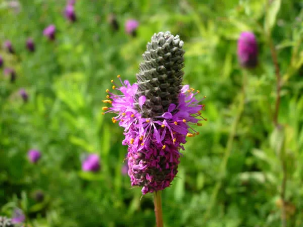 Mélange de fleurs sauvages facile à cultiver