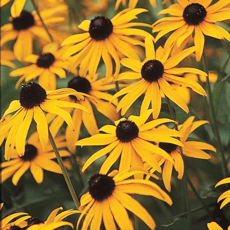 Mélange de fleurs sauvages facile à cultiver