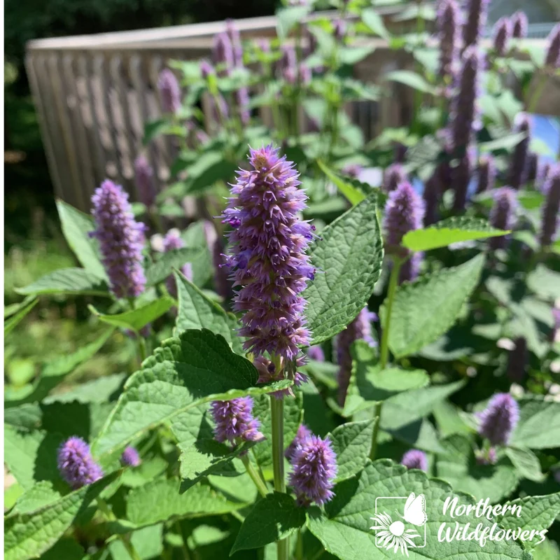Mélange de fleurs sauvages facile à cultiver