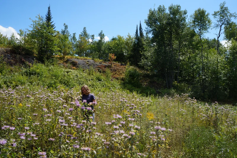 Mélange de fleurs sauvages facile à cultiver