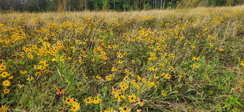 Mélange de fleurs sauvages facile à cultiver