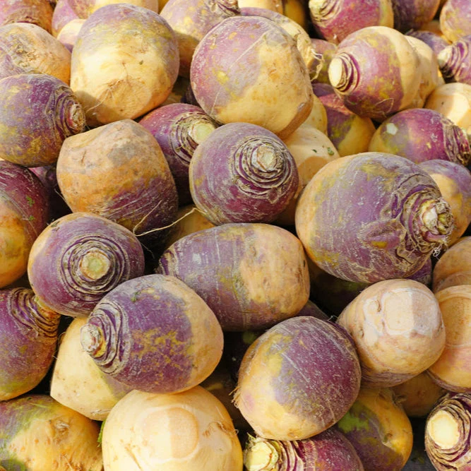 Rutabaga « Helenor »