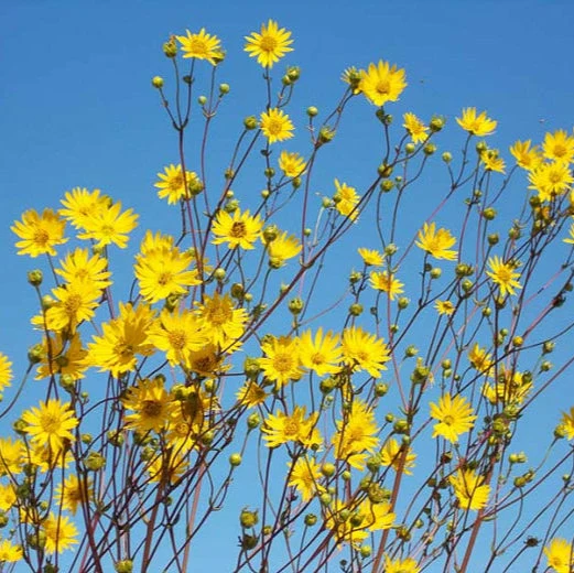 Silphie térébinthinacée ( Silphium terebinthinaceum )