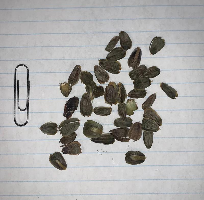 Silphie térébinthinacée ( Silphium terebinthinaceum )