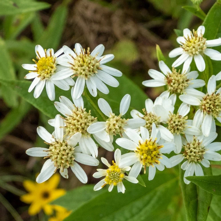 Aster à ombelles ( Doellingeria umbellata )