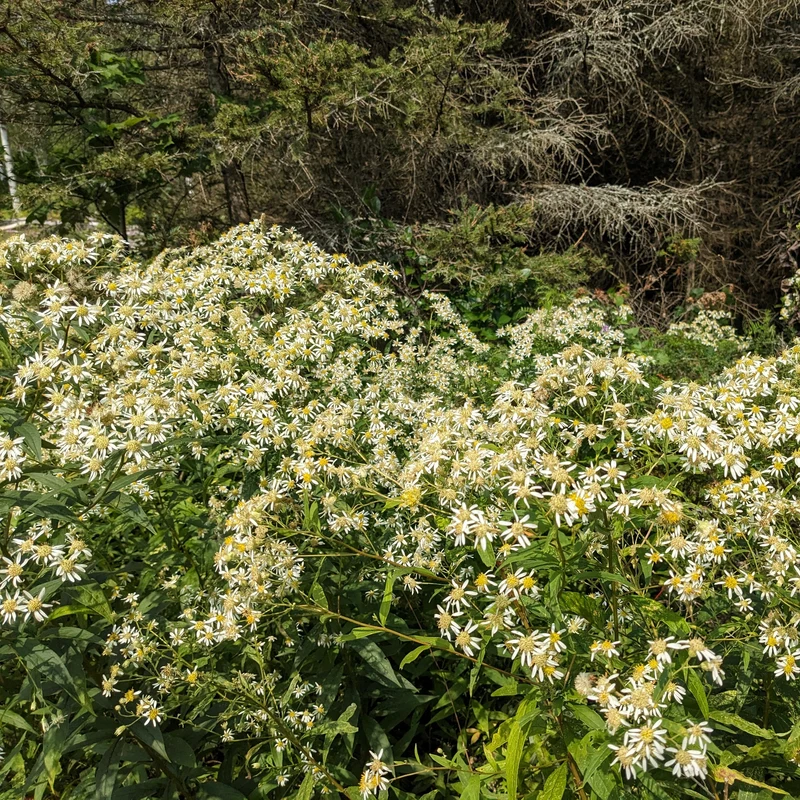 Aster à ombelles ( Doellingeria umbellata )